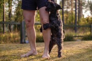 why does my dog keep humping me - Long Island